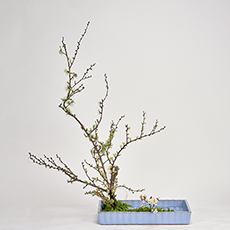 小原流台北支部20230409會員大會展示作品