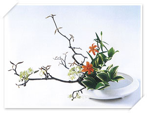 色彩盛花